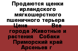 Продаются щенки ирландского мягкошерстного пшеничного терьера › Цена ­ 30 000 - Все города Животные и растения » Собаки   . Приморский край,Арсеньев г.